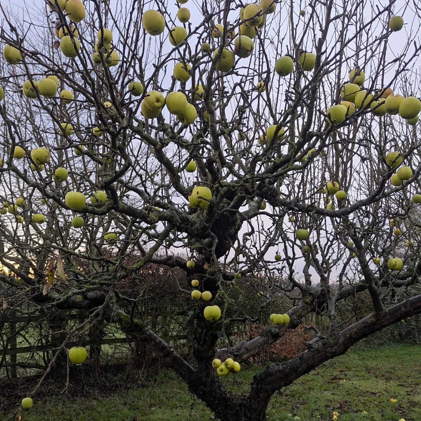 Amazed at apples on the tree still in December!