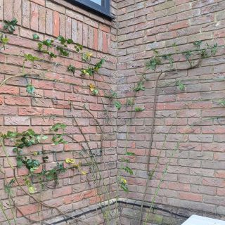 Training roses with bonus Site Manager Cat