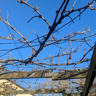 Grape vine pruning today