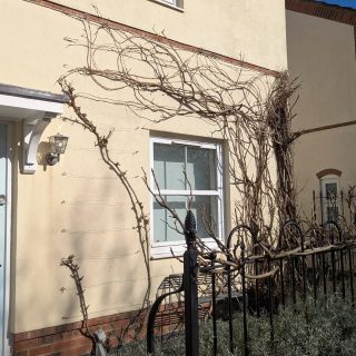 More wisteria pruning this week
