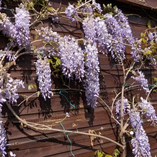 Wisteria time!!!!