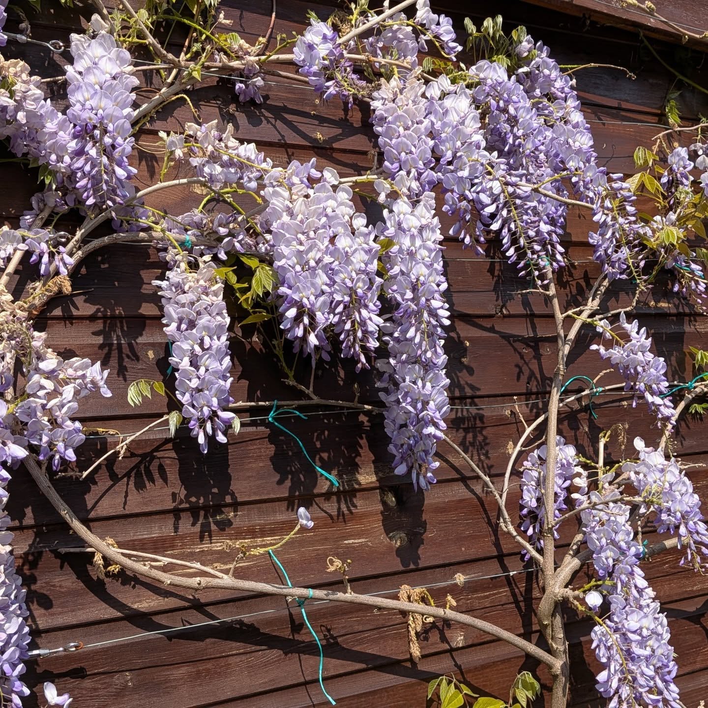Wisteria time!!!!