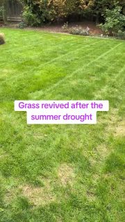 Garden lawn revival